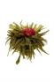 ko�en� - Jasm�nov� st��brn� jahody